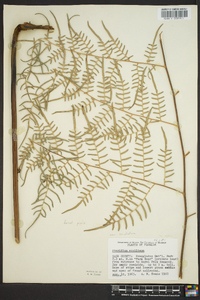 Pteridium aquilinum var. caudatum image