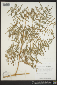 Pteridium aquilinum var. caudatum image