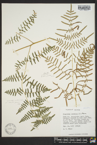 Pteridium aquilinum var. caudatum image
