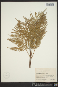 Pteridium aquilinum var. latiusculum image