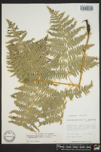 Pteridium aquilinum var. latiusculum image