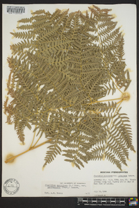 Pteridium aquilinum var. latiusculum image