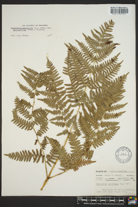 Pteridium aquilinum var. latiusculum image