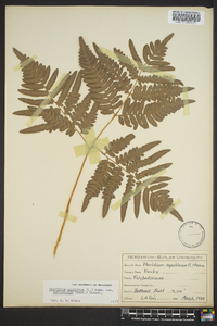 Pteridium aquilinum var. latiusculum image