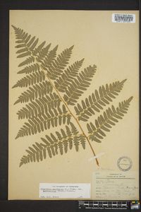 Pteridium aquilinum var. latiusculum image