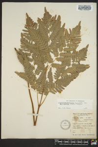 Pteridium aquilinum var. latiusculum image