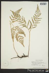 Pteridium aquilinum var. latiusculum image