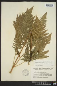 Pteridium aquilinum var. latiusculum image