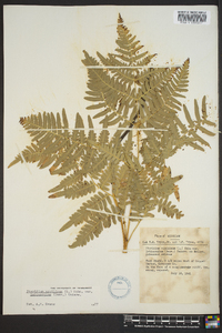 Pteridium aquilinum var. latiusculum image