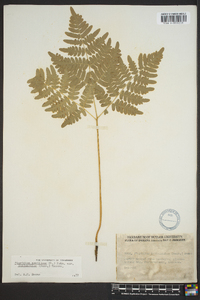 Pteridium aquilinum var. latiusculum image