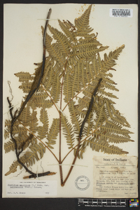 Pteridium aquilinum var. latiusculum image