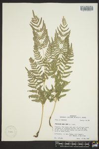 Pteridium aquilinum subsp. pseudocaudatum image