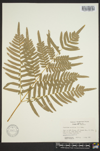 Pteridium aquilinum subsp. pseudocaudatum image