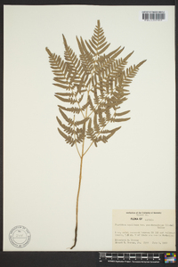Pteridium aquilinum subsp. pseudocaudatum image