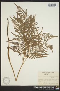 Pteridium aquilinum subsp. pseudocaudatum image