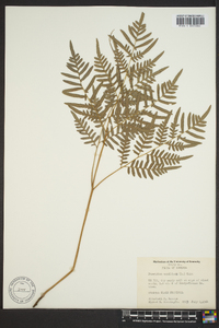 Pteridium aquilinum subsp. pseudocaudatum image