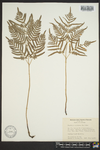 Pteridium aquilinum subsp. pseudocaudatum image