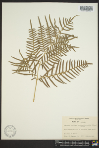 Pteridium aquilinum subsp. pseudocaudatum image