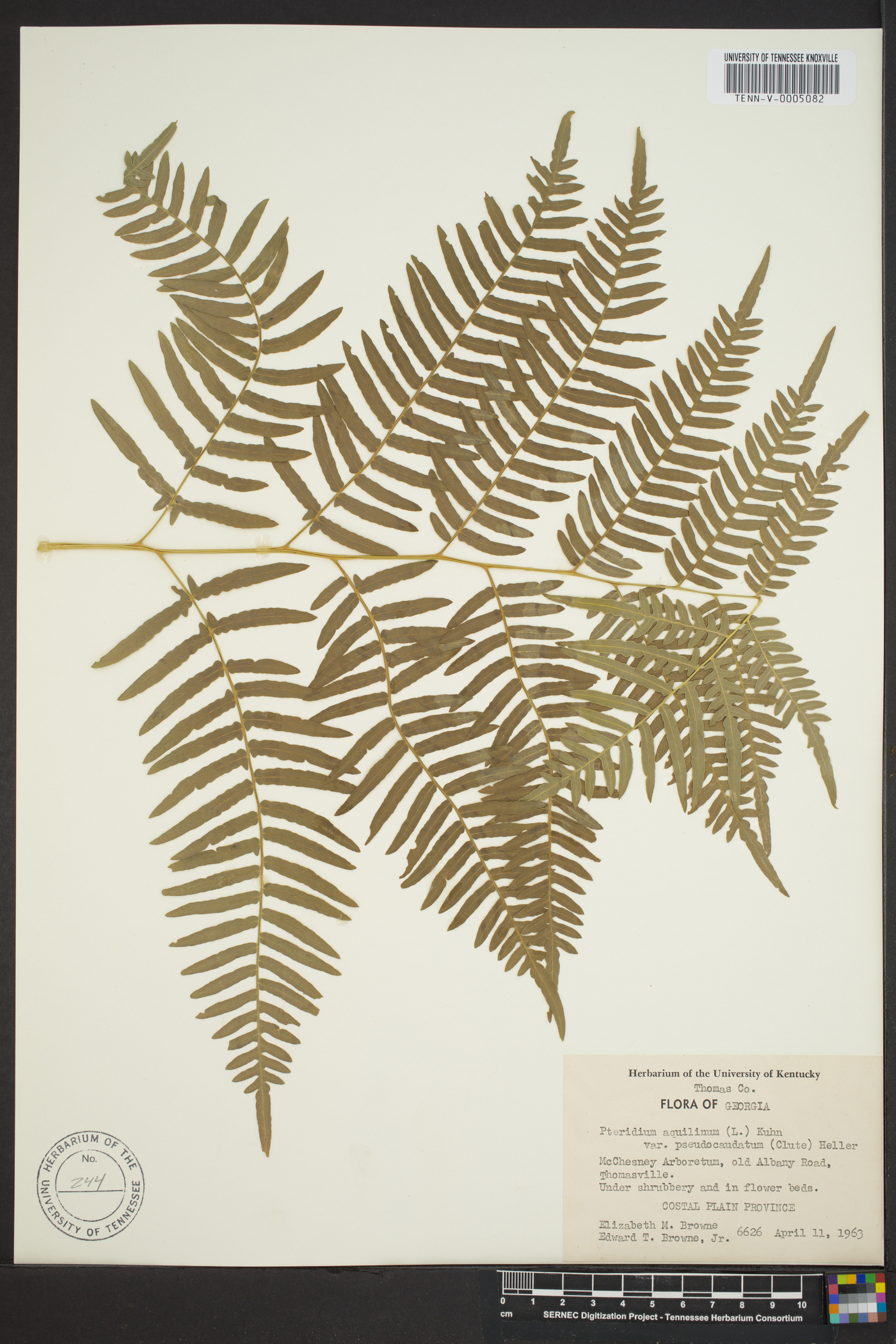 Pteridium aquilinum subsp. pseudocaudatum image