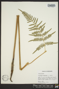 Pteridium aquilinum var. caudatum image