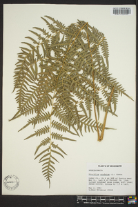 Pteridium aquilinum var. caudatum image