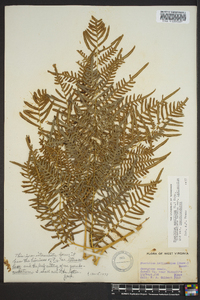 Pteridium aquilinum subsp. pseudocaudatum image