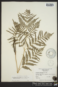 Pteridium aquilinum subsp. pseudocaudatum image