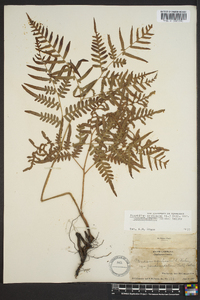 Pteridium aquilinum subsp. pseudocaudatum image