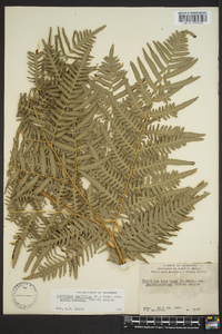 Pteridium aquilinum subsp. pseudocaudatum image