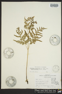 Pteridium aquilinum subsp. pseudocaudatum image