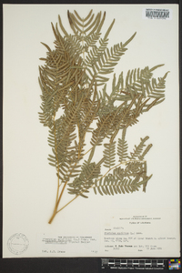 Pteridium aquilinum subsp. pseudocaudatum image