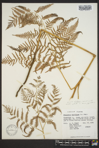 Pteridium aquilinum subsp. pseudocaudatum image