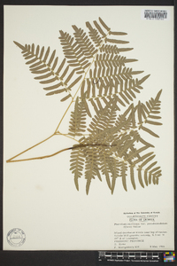 Pteridium aquilinum subsp. pseudocaudatum image