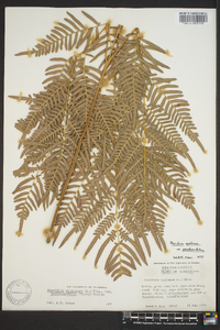 Pteridium aquilinum subsp. pseudocaudatum image