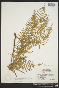 Pteridium aquilinum subsp. pseudocaudatum image