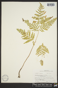 Pteridium aquilinum subsp. pseudocaudatum image