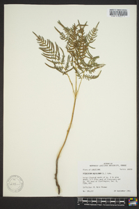 Pteridium aquilinum subsp. pseudocaudatum image