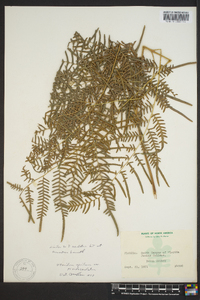 Pteridium aquilinum subsp. pseudocaudatum image