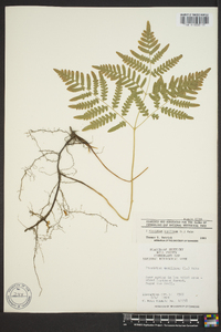 Pteridium aquilinum subsp. pseudocaudatum image