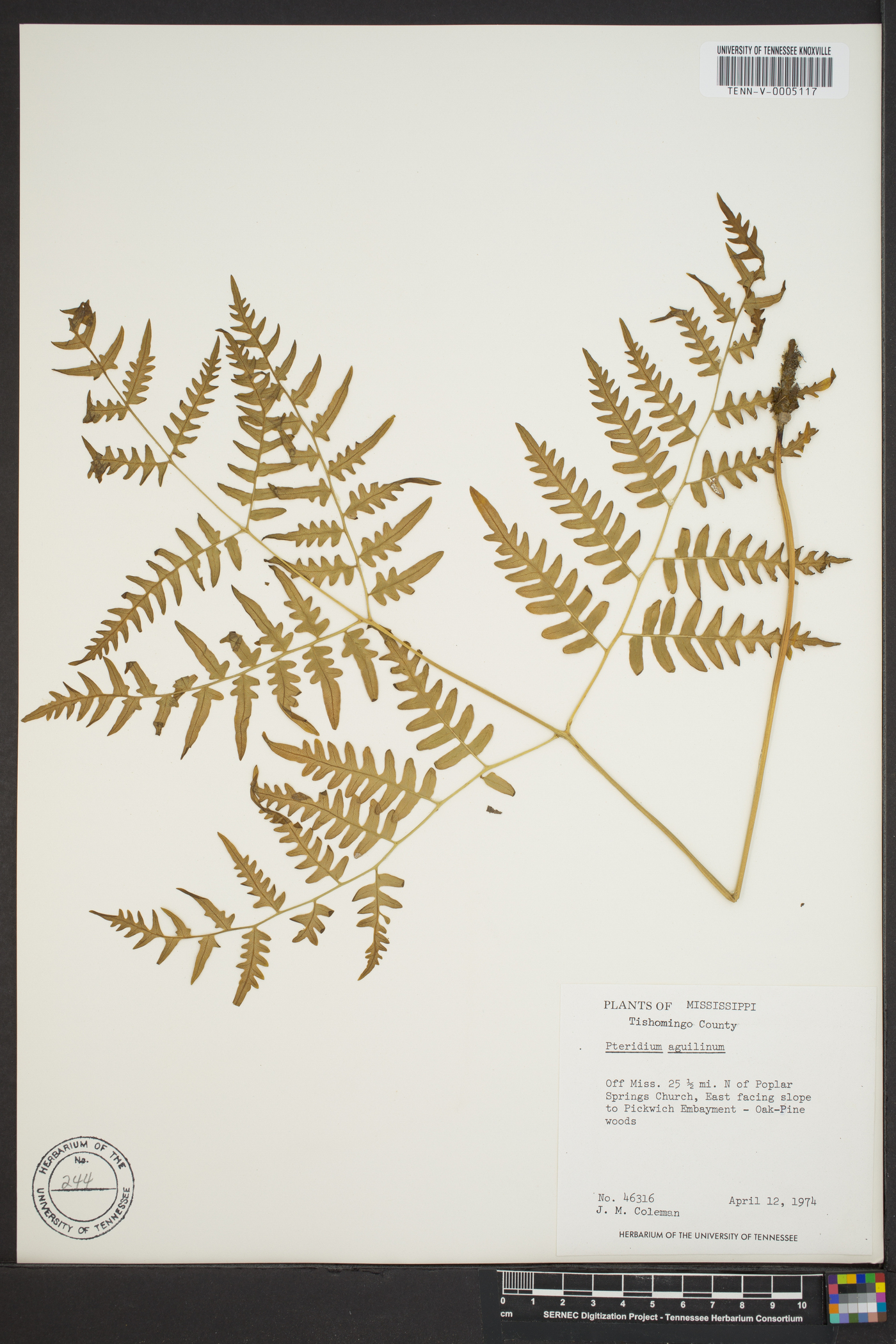 Pteridium aquilinum subsp. pseudocaudatum image