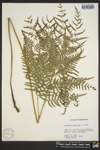 Pteridium aquilinum subsp. pseudocaudatum image