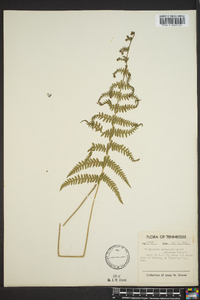 Thelypteris palustris subsp. pubescens image