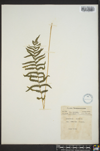 Thelypteris palustris var. pubescens image