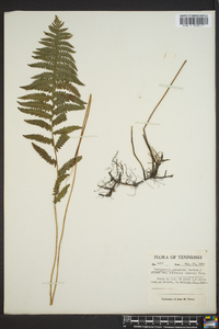 Thelypteris palustris var. pubescens image