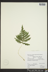 Thelypteris phegopteris image