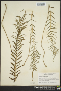 Pteris longifolia image