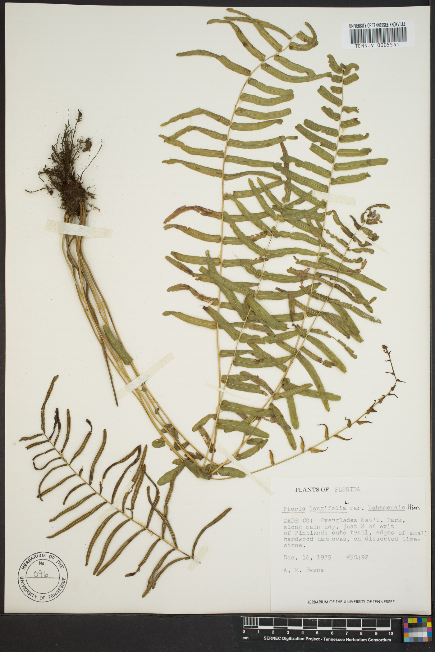 Pteris longifolia var. bahamensis image