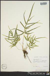 Pteris multifida image