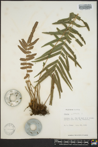 Pteris vittata image