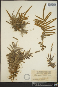 Pteris vittata image